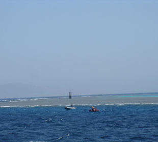 Auf zu noch mehr Delfinen 