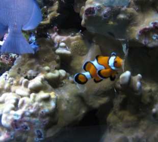 Clownfisch