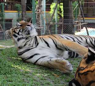 Tygrysy Tiger Kingdom