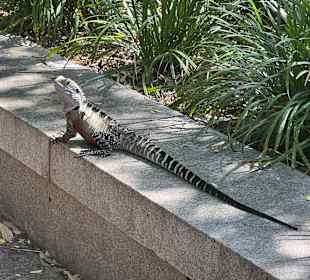 Impressionen aus dem chinesischen Garten