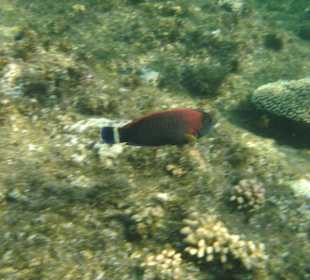Poissons