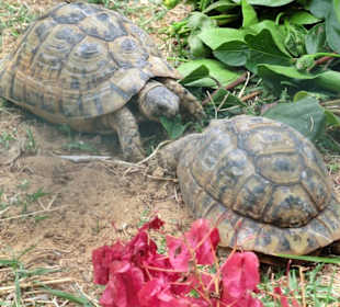 Kleiner Zoo gegenüber vom Hotel lti Hotel Mahdia Beach