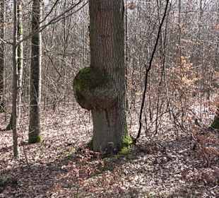 Gomaringer Rundweg - Zu den Giganten im Wald