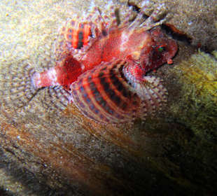 Nachttauchgang im Hausriff 