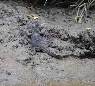 Varan in den Mangroven