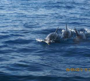 Eine Seltenheit - Ein Schnappschuss vom Boot