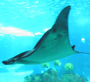 Mantarochen.