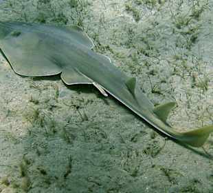 Podwodne życie w Abu Dabab