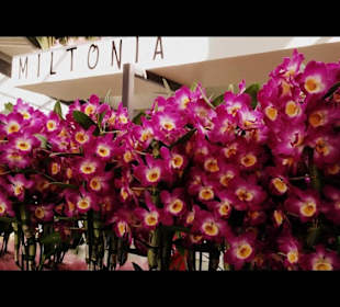 Orchideenausstellung