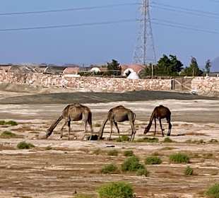 Wandern Marsa Alam