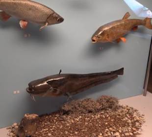 Natur- und Jagdmuseum