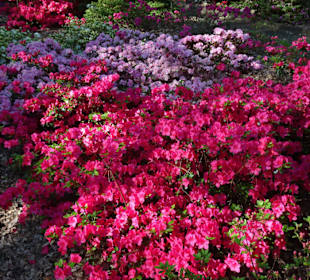 Hauptblüte im Rhododendronpark Bremen