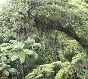 Waipoua Forest Park