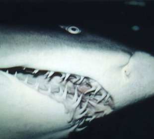 Hai im Sydney Aquarium