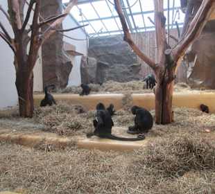 Zoo Landau