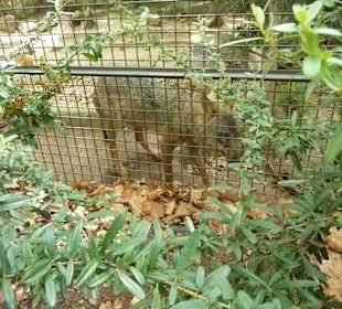 Iberischer Wolf