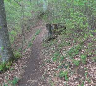 Premiumwanderweg Hochgebürzelt