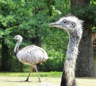 Nandus im Tierpark Röhrensee