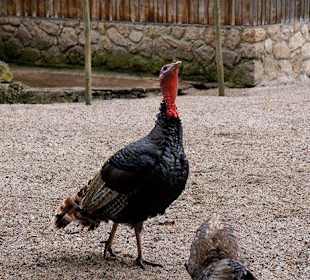 Kleintierzoo