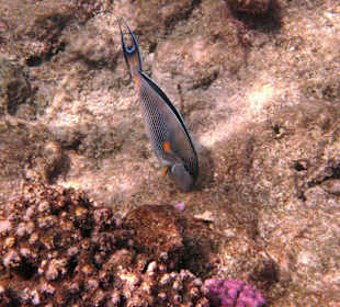 Fische vor dem Hausriff Hotel Tulip Resort
