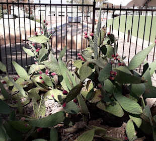 Ethel M.Chocolate Factory & Cactus Garden