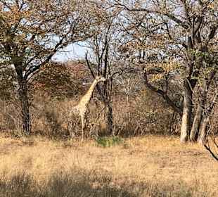 Hwange NP