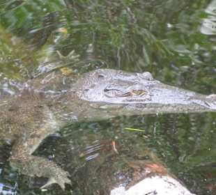 Krokodil im Black River