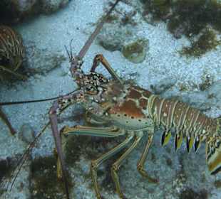 Schnorchelausflug bei den Stingrays