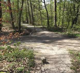 Waldsportpfad im Wasenwald