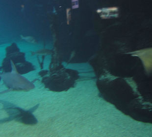 Aquarium / Oceanongrafic