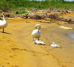 Naturschutzgebiet dei Pini