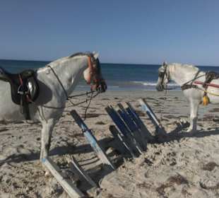 Rast auf der Flamingoinsel m. Karim und Mabrouk