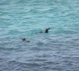 Schwimmen mit Pinguinen