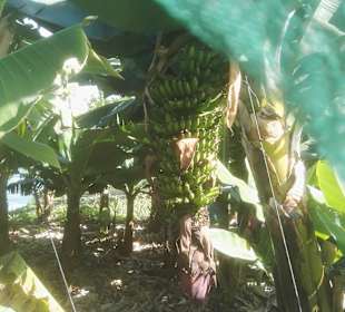 Wandern Puerto de la Cruz