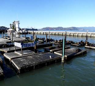 Seehunde Pier 39