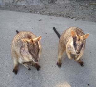 Geoffery Bay Wallabies
