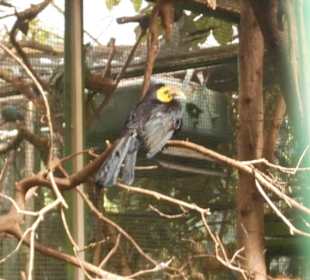 Weltvogelpark Walsrode