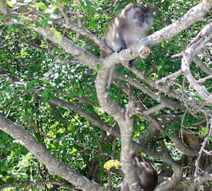 Schnorchelausflug zur Inselgruppe Koh Phi Phi