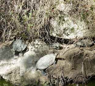 Wasserschildkröten 