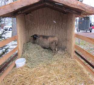 Mutterschaf mit 2 Lämmer auf dem Weihnachtsmarkt H