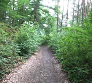 Wanderweg - Alter Steinbruch Pfaffenberg Runde
