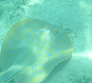 Blue spotted Ray !