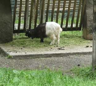 Bei einem Bummel durch den Wildpark an den Eichen