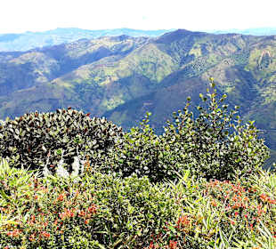 Podocarpus Nationalpark