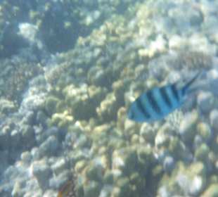 Schnorcheln Makadi Bay