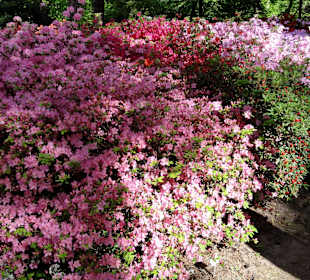 Spaziergang durch den Rhododendronpark im Mai