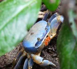 Cahuita Nationalpark
