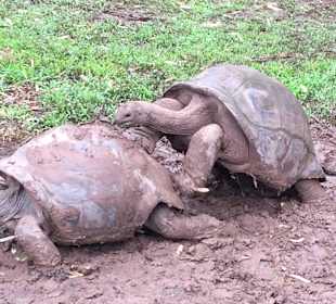 Schildkröten, Terres des Couleurs