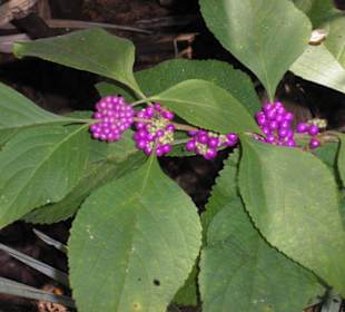 Eine Pflanze am Boardwalk