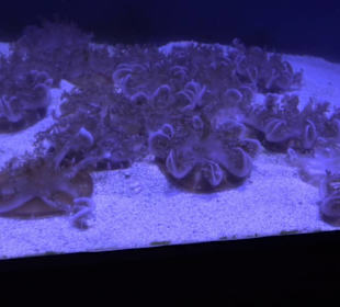 Aquarium
